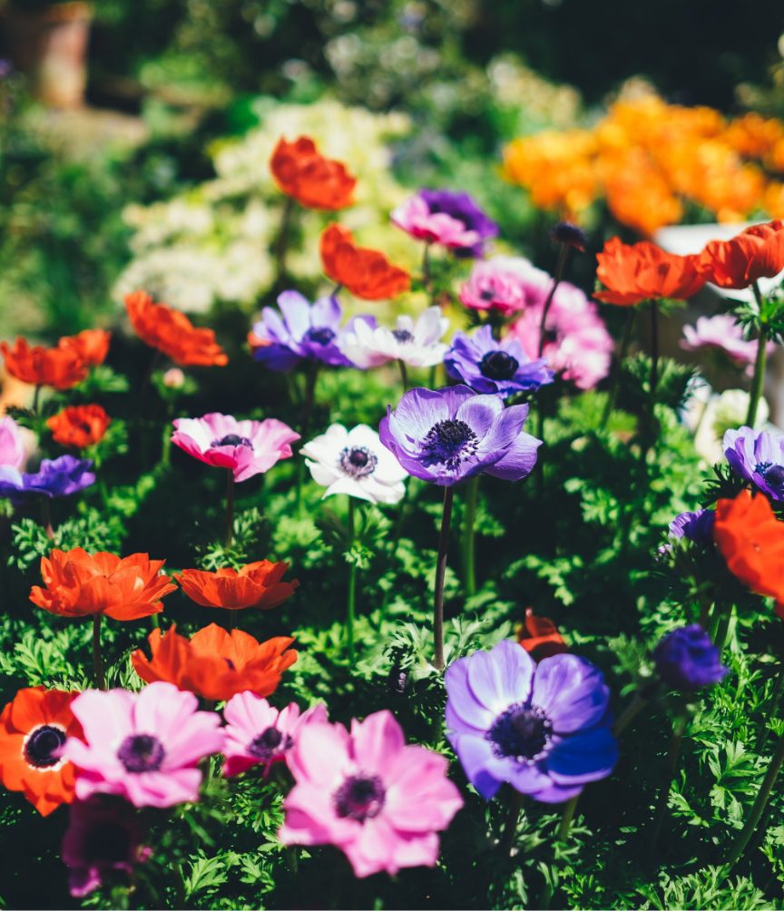 annie spratt VviNSpJuGj0 unsplash