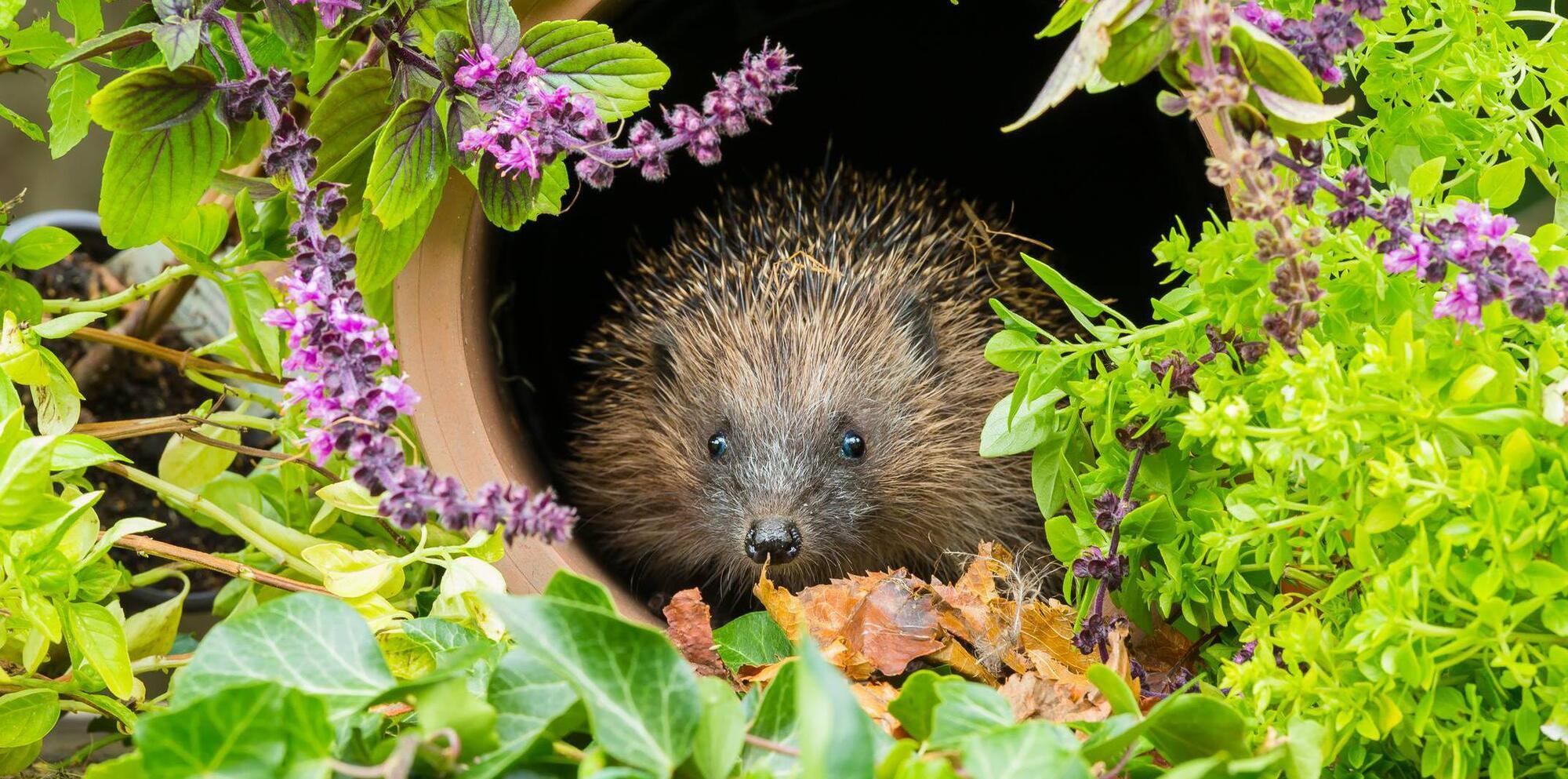 A Hedgehog in a plant pot surrounded by shrubbery